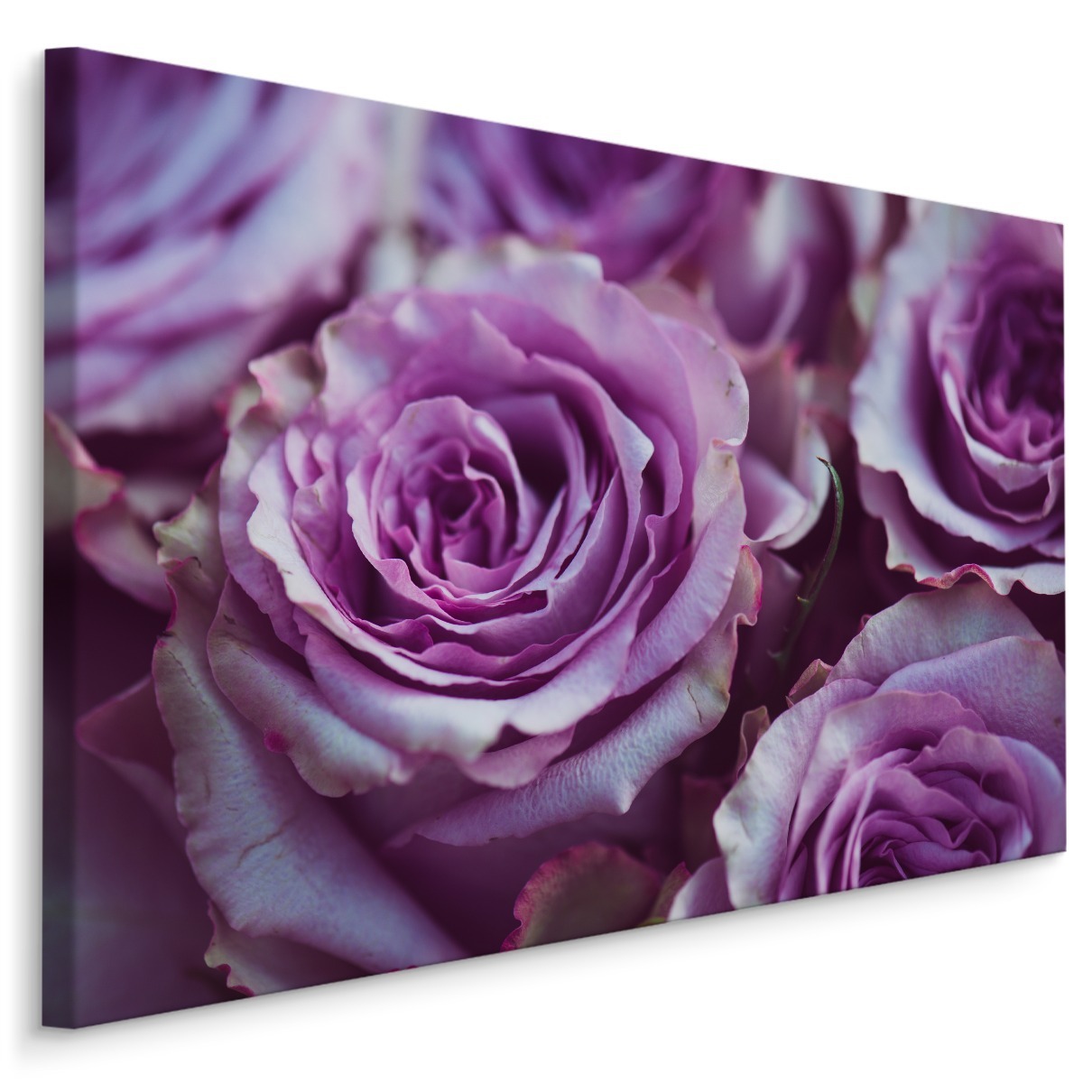 MyBestHome BOX Plátno Krásné Fialové Růže Varianta: 30x20