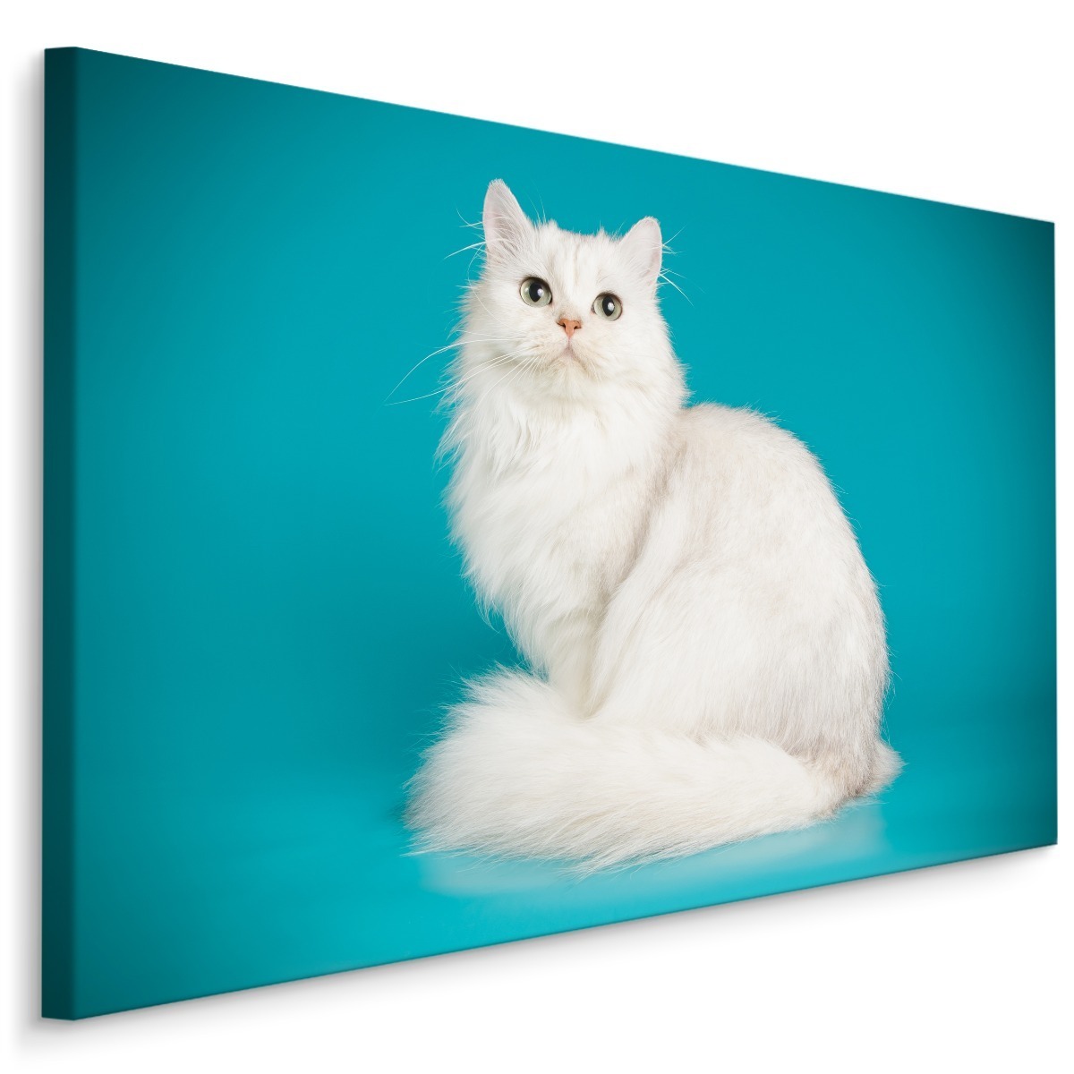 MyBestHome BOX Plátno Bílá Kočka Na Modrém Pozadí Varianta: 70x50