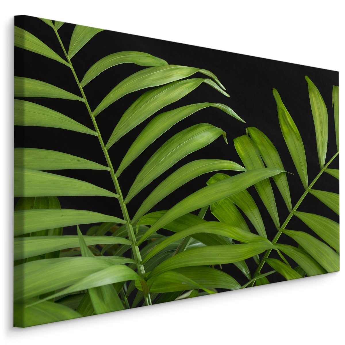 MyBestHome BOX Plátno Zelené Tropické Listy Na Černém Pozadí Varianta: 90x60