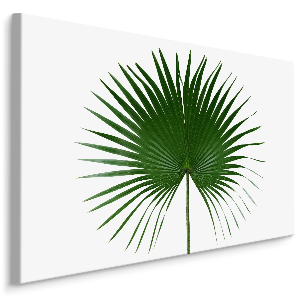 MyBestHome BOX Plátno Zelený List Na Bílém Pozadí Varianta: 90x60