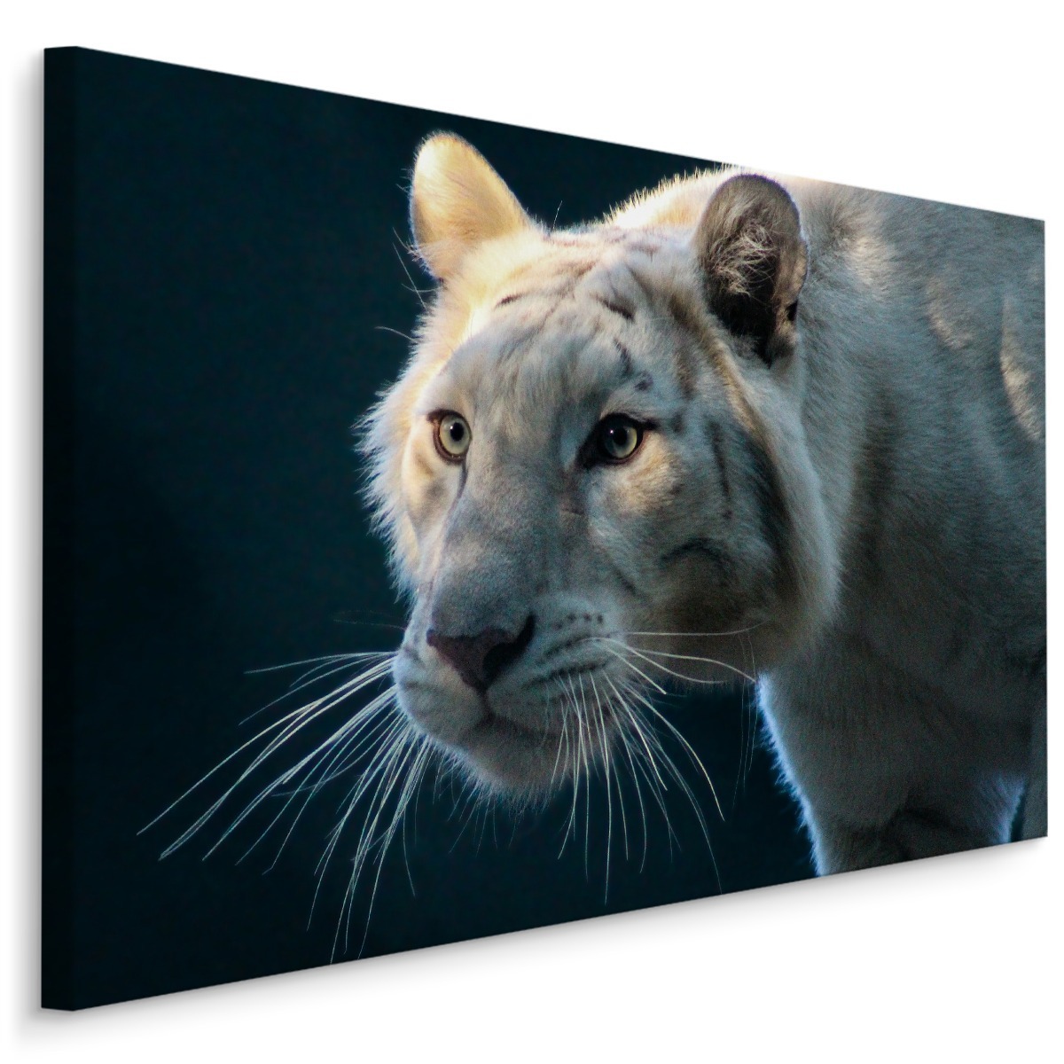 MyBestHome BOX Plátno Krásný Bílý Tygr Varianta: 30x20