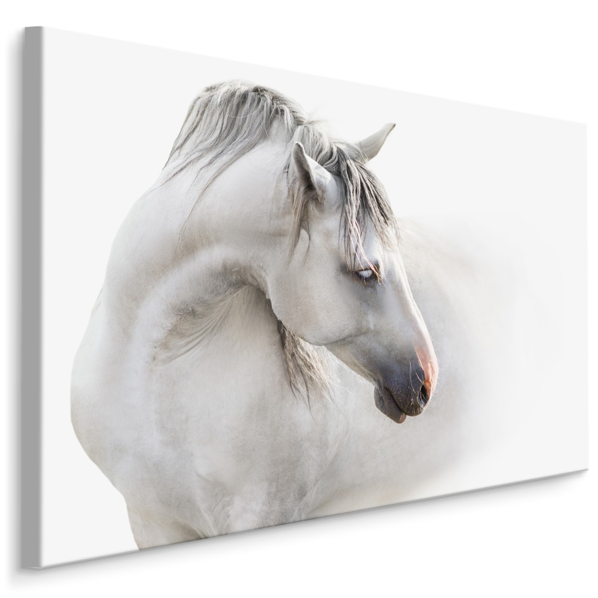 MyBestHome BOX Plátno Bílý Kůň V Mlze Varianta: 30x20