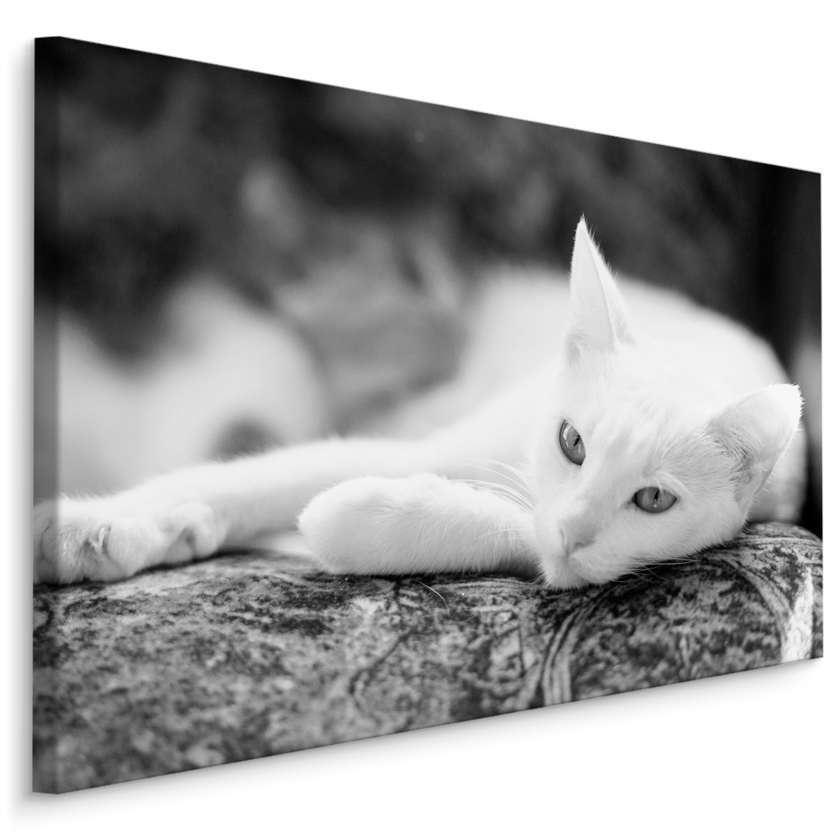 MyBestHome BOX Plátno Odpočívající Bílá Kočka Varianta: 90x60