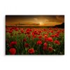 Plátno Pole Vlčích Máků Při Západu Slunce 3D