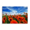 Plátno Kvetoucí Máky Na Louce 3D