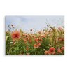 Plátno Vlčí Máky Na Louce