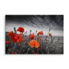 Plátno Divoké Máky Na Černobílé Louce