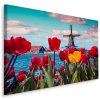 Plátno Tulipány Na Pozadí Holandského Větrného Mlýna