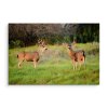 Plátno Dva Mladí Jeleni