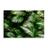 Plátno Zelené Palmové Listy