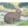 JVD Target Face Animal Rabbit