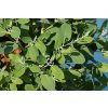 eukalyptus