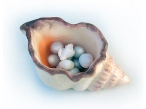mušle v 1