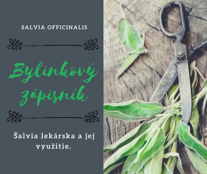 salvia