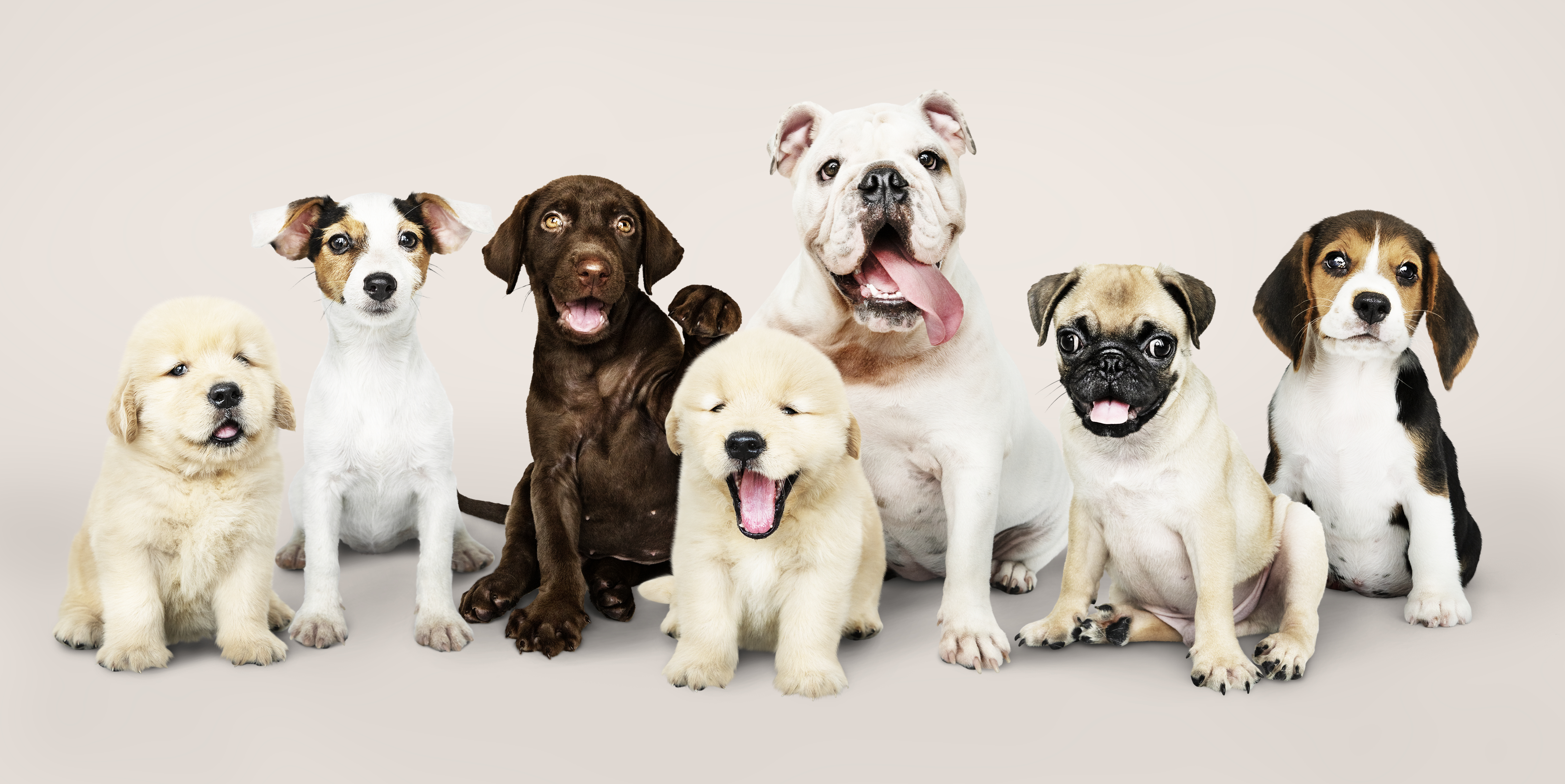 group-portrait-adorable-puppies