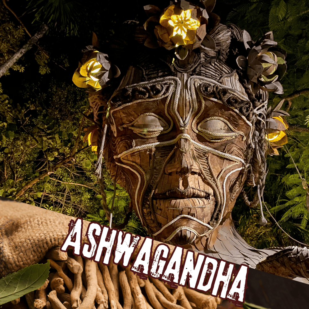 Ashwagandha: 🌿 Přírodní síla ajurvédy pro odolnost a energii ⚡