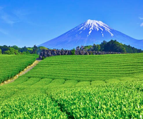 Je každá matcha z Japonska kvalitná?