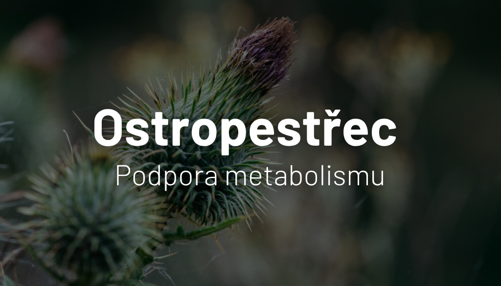 Ostropestřec mariánský: Moderní věda potvrzuje tradiční moudrost