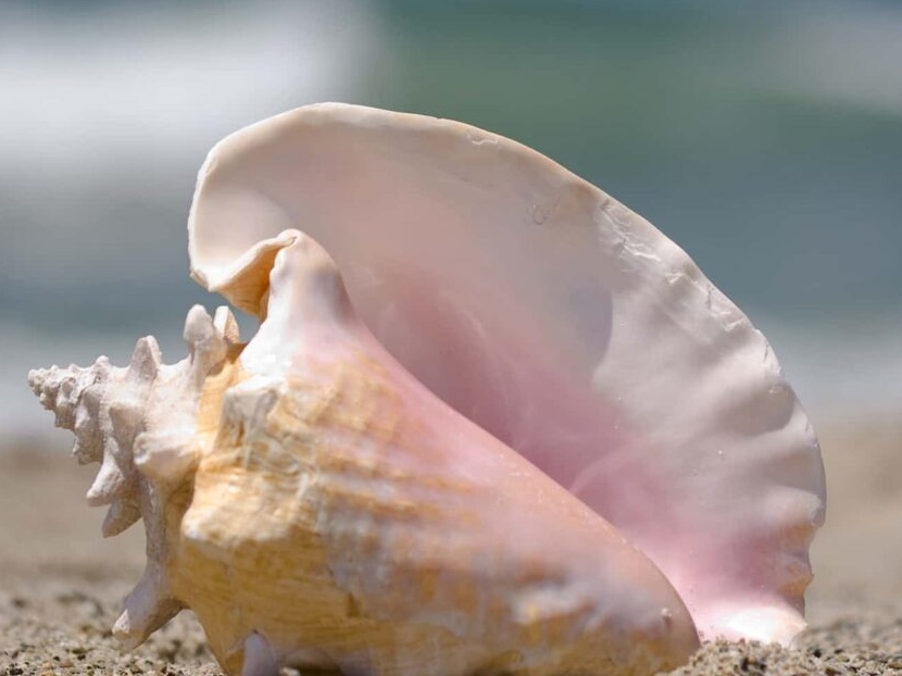 Conch gyöngyök