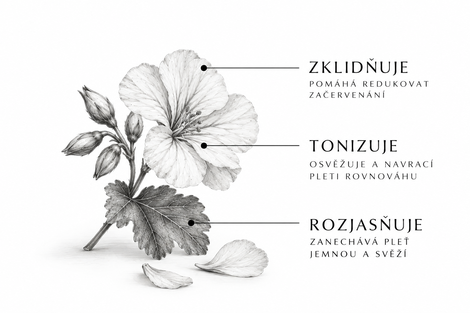 Makro fotografie rostliny a vodní mlhy