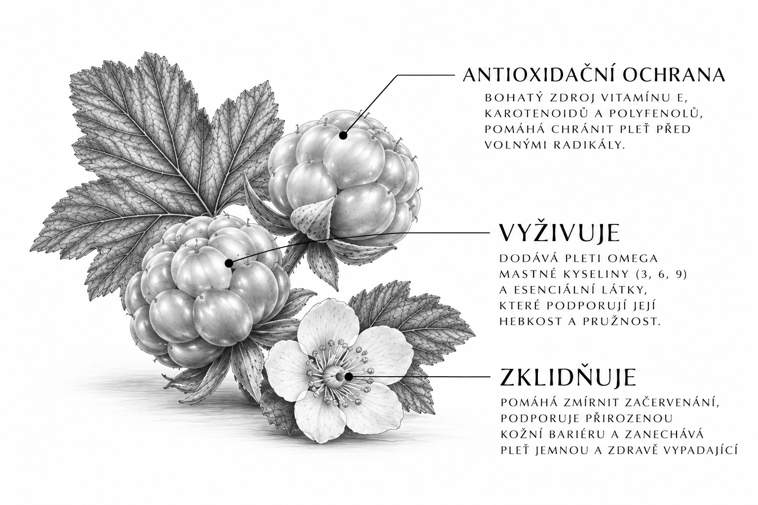Makro fotografie rostlinného oleje