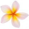 FRANGIPANI ABSOLUTE