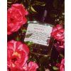 4717 kismet olfactive nostalgia niche perfume