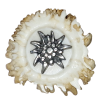 protěž malá a removebg preview