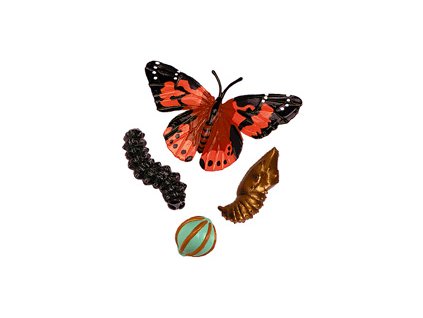 Zivotni cyklus motýl 1