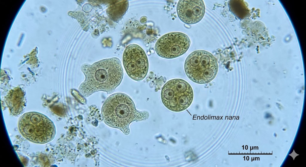 endolimax