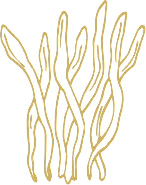 Cordyceps