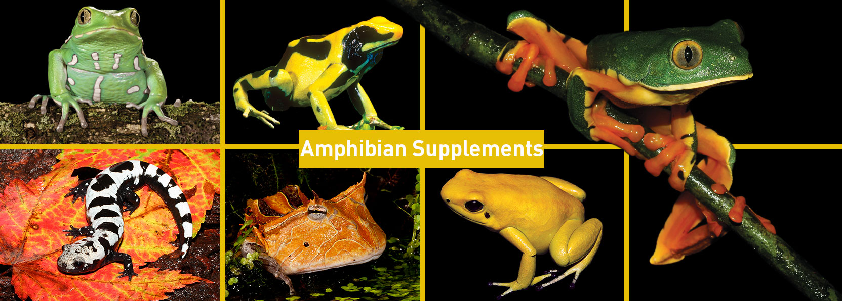 Amphibians