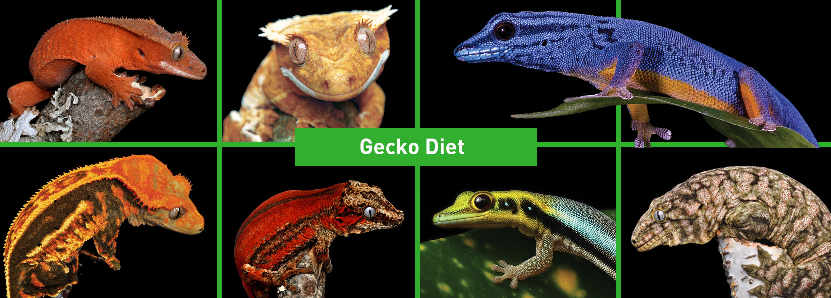 Gecko