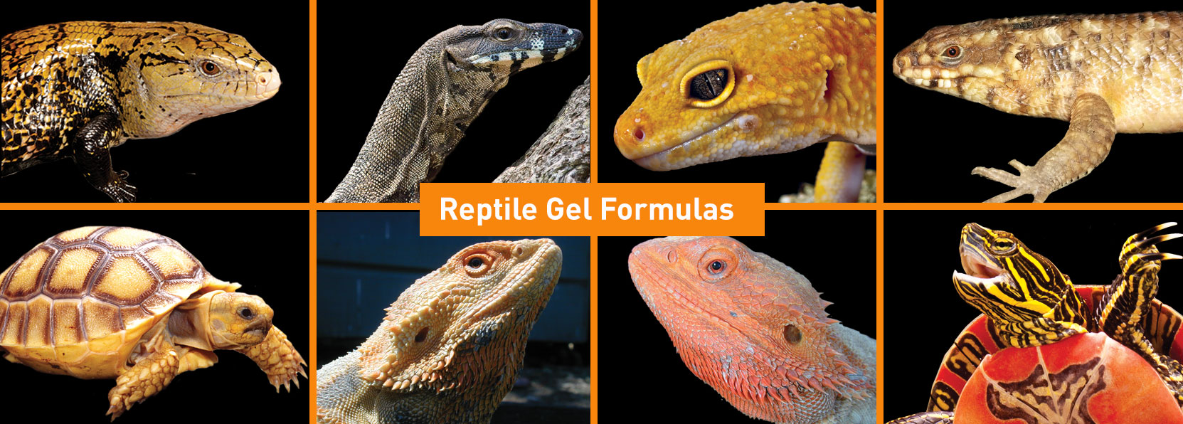 Reptile