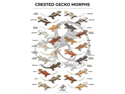 Crested Gecko Morphs