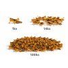 Saranča sťahovavé  (Locusta migratoria) Subadult