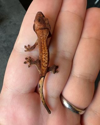 Veľmi zaujímavé mláďa * Very interesting baby * #rhacodactylus #rhacodactylusciliatus #gecko #geckos #geckosofinstagram...