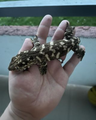 Female 60g 8/23 🏡✈️ * #gecko #geckos #giantgecko #rhacodactylus #rhacodactylusleachianus #leachianus #leachianusgecko...