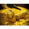 LK Baits kukuřičné pelety Corn Pellets 1kg