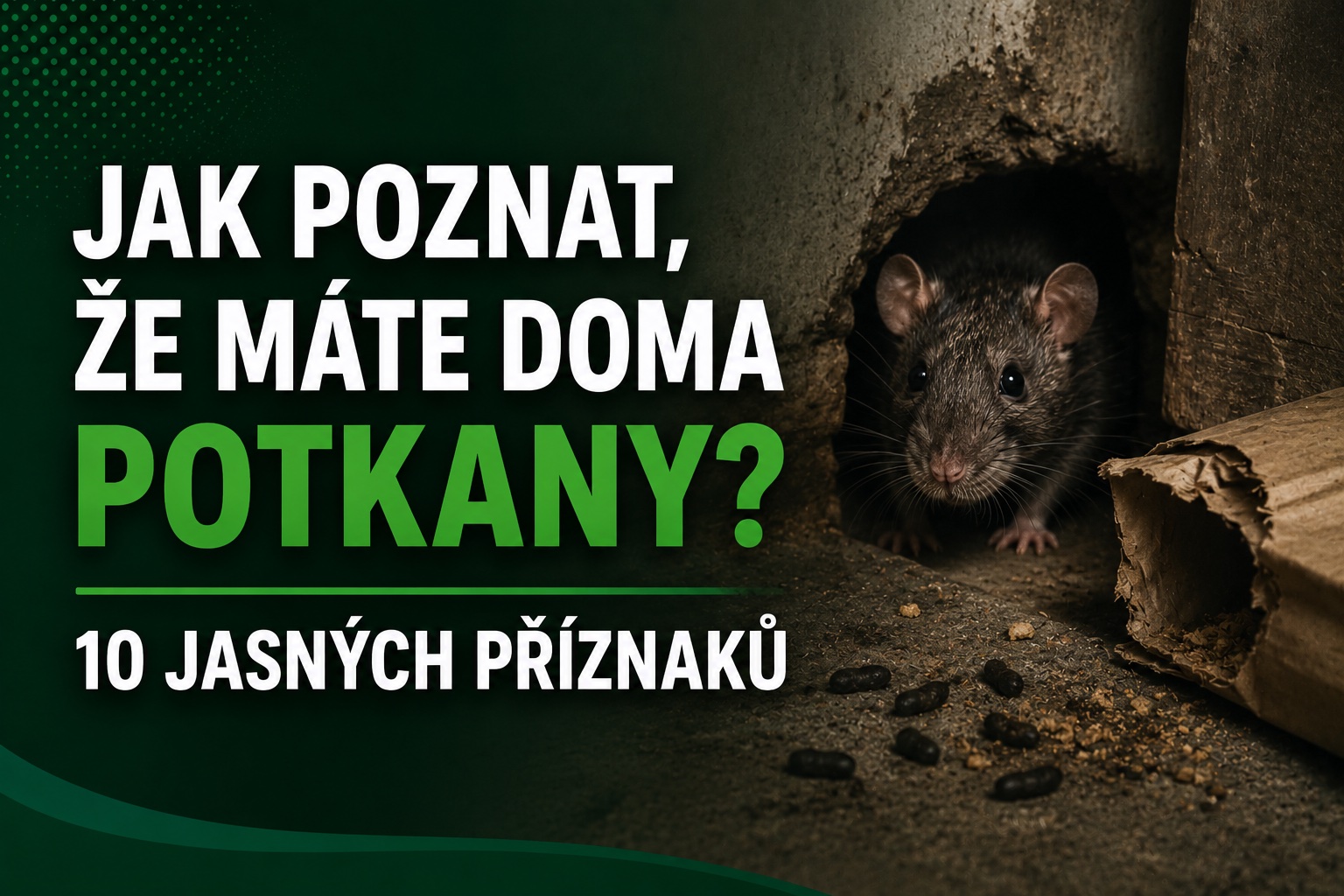 Jak poznat, že máte doma potkany? 10 jasných příznaků