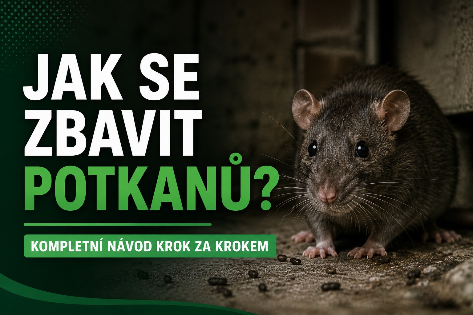 Jak se zbavit potkanů? Kompletní návod krok za krokem