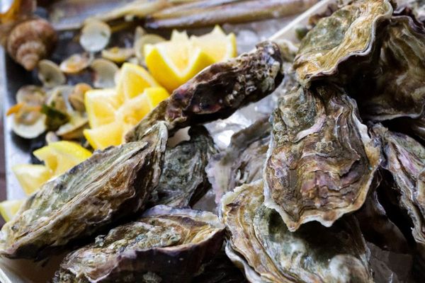 Týden ústřic v Bubenči