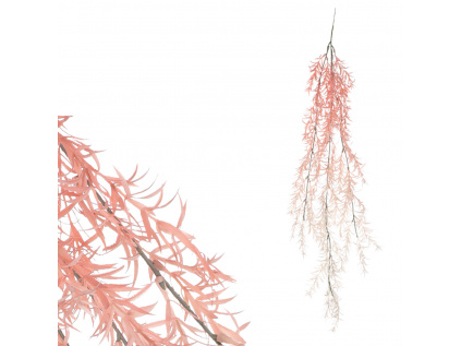 Asparagus převis, růžovo-bílá barva SG6106 PINK