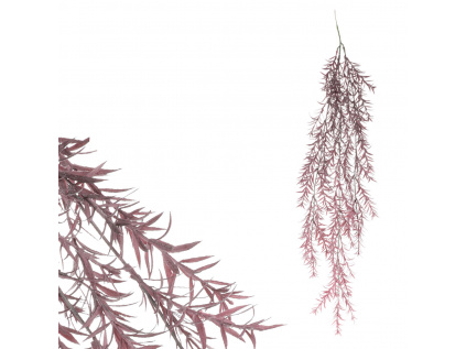 Asparagus převis, fialová barva SG6106 PUR