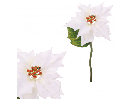 Vánoční růže, poinsécie , barva  bílá - UKK-045