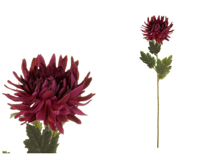 Chryzantéma jednohlavá, barva tm.fialová UKK208-PUR