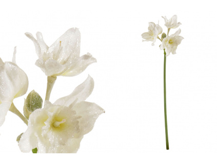 Amarylis, umělá květina, barva bílá  ojíněná - UKK260-WH