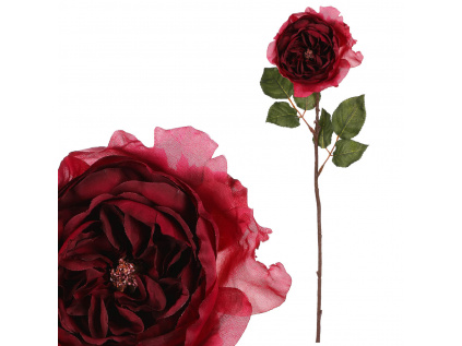 Růže anglická, bordó barva UKK352 BOR