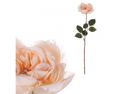 Růže anglická, krémová barva UKK352 CRM