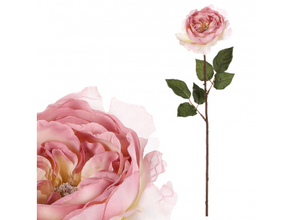 Růže anglická, krémovo růžová barva UKK352 CRM-PINK